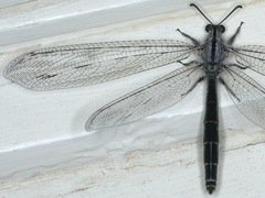 Heoclisis fundata