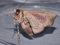 Savara variabilis