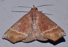 Savara variabilis