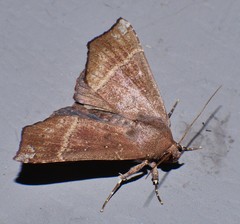 Savara variabilis