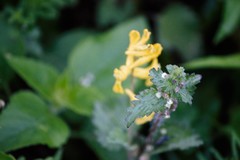 Corydalis micrantha
