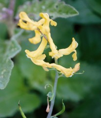 Corydalis micrantha