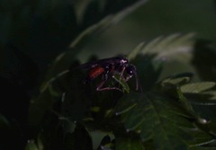 Aglaostigma aucupariae