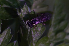 Aglaostigma aucupariae