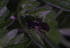 Aglaostigma aucupariae