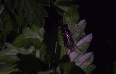 Aglaostigma aucupariae