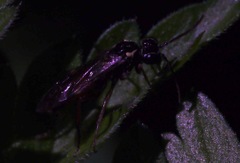 Aglaostigma aucupariae