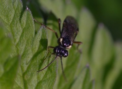 Aglaostigma aucupariae