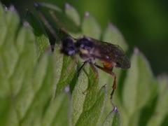 Aglaostigma aucupariae