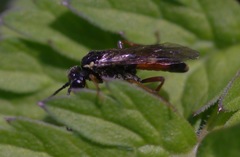 Aglaostigma aucupariae