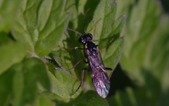 Aglaostigma aucupariae