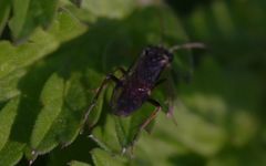 Aglaostigma aucupariae