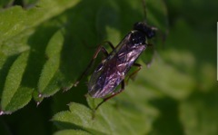 Aglaostigma aucupariae