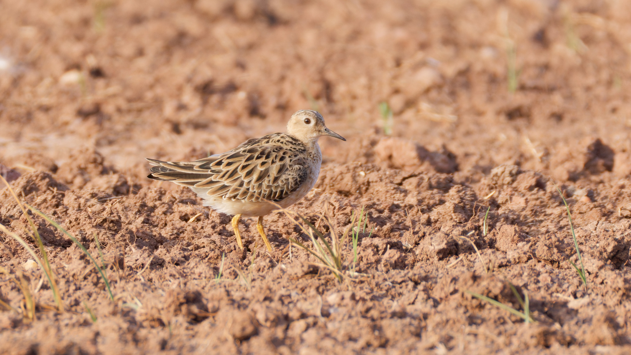 Buff-breasted Sandpiper (Calidris subruficollis), photo 3