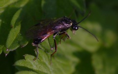 Aglaostigma aucupariae