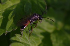 Aglaostigma aucupariae