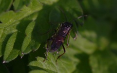 Aglaostigma aucupariae