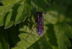 Aglaostigma aucupariae