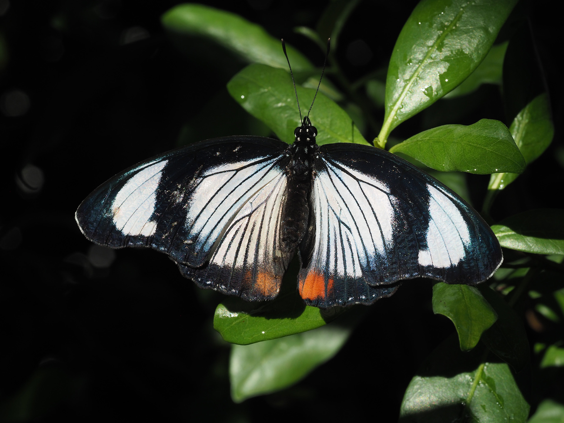 Rare Red Spot Diadem butterfly shops framed - Hypolimnas usambara - large female