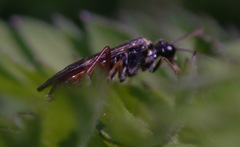 Aglaostigma aucupariae