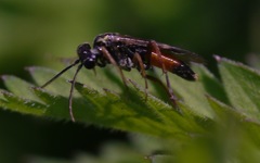 Aglaostigma aucupariae