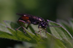 Aglaostigma aucupariae