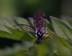 Aglaostigma aucupariae