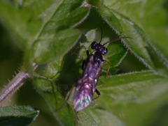 Aglaostigma aucupariae