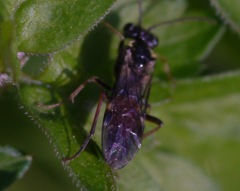 Aglaostigma aucupariae