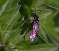 Aglaostigma aucupariae