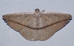 Noreia vinacea