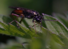 Aglaostigma aucupariae