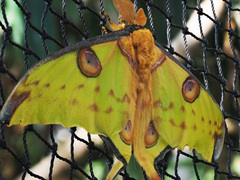 Actias sinensis