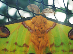 Actias sinensis