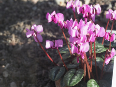 Cyclamen alpinum