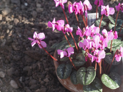 Cyclamen alpinum