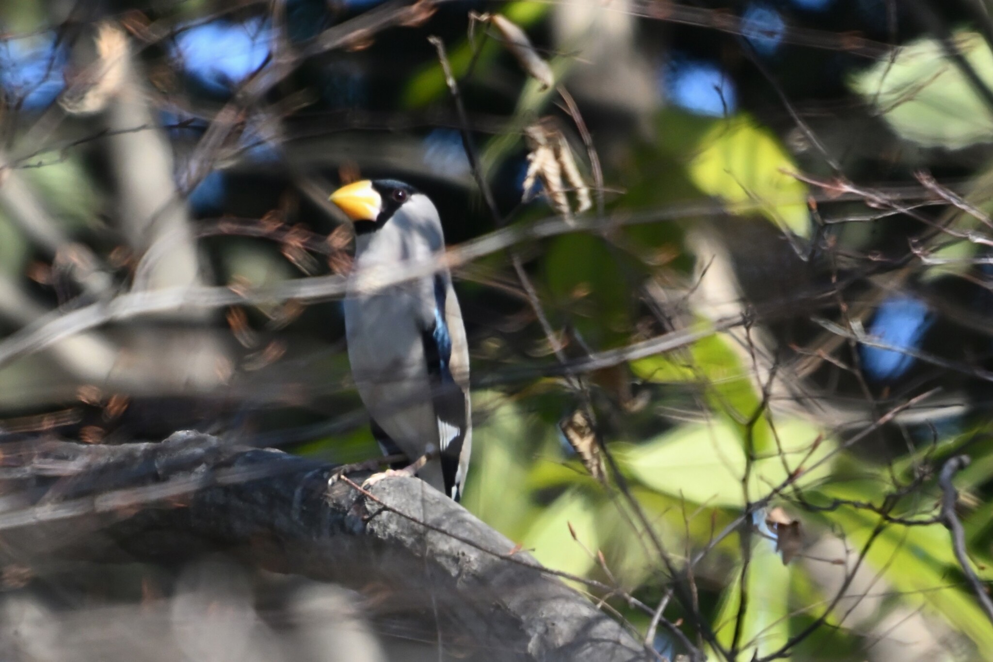 Japanese Grosbeak (Eophona personata), photo 5