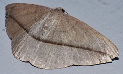 Noreia vinacea
