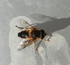 Eristalis pertinax