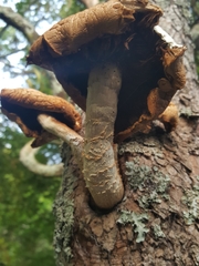 Cyclocybe parasitica