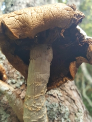 Cyclocybe parasitica