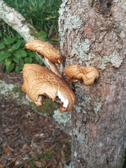 Cyclocybe parasitica