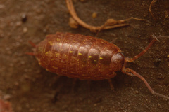 Philoscia affinis