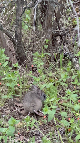 iNaturalist observation photo of North American Deer Mice