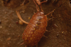 Philoscia affinis