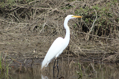 Ardea alba egretta