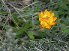 Xerochrysum subundulatum