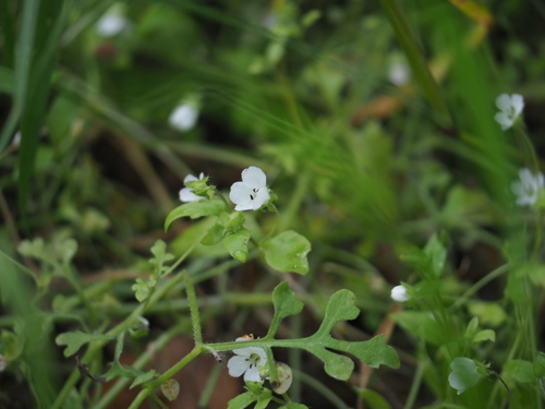 Nemophila heterophylla, photograph 6