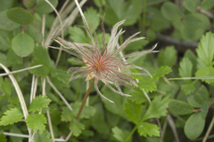 Geum pentapetalum