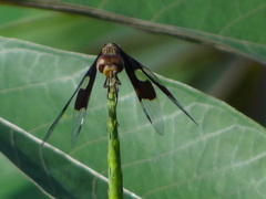 Palpopleura